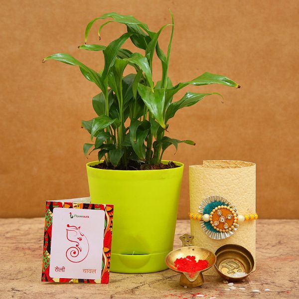 Rakhi With Peace Lily