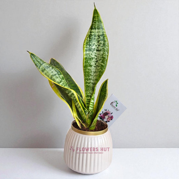 Snake Plant in White Metallic Pot