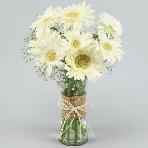 White Gerbera Special