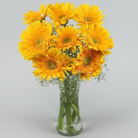 Yellow Gerbera in Glass