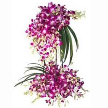Orchid Blast