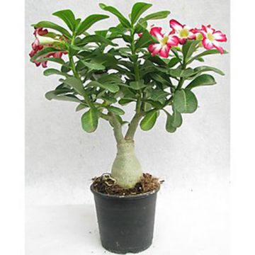 Adenium Rose Plant