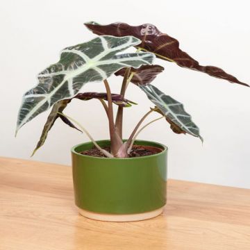 Alocasia with Green Pot