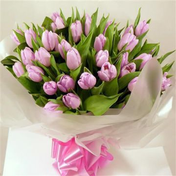 Purple Tulips Beauty