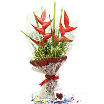 Heliconia Special