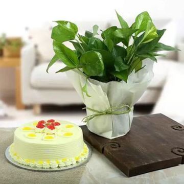 Money Plant with Butterscotch Cake