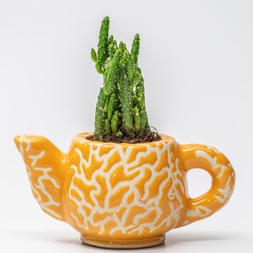Tea Pot Cactus