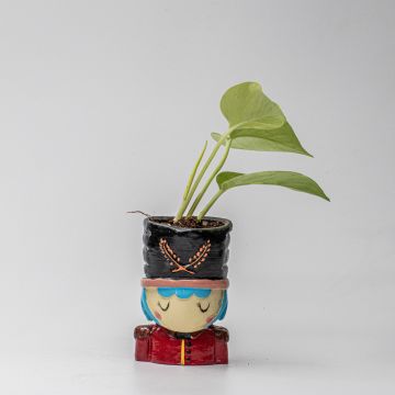 The Soldier Money Plant