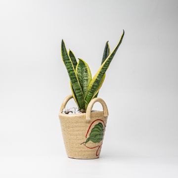 The Bucket Snake Plant