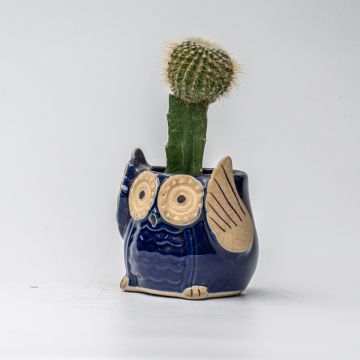 The Owl Moon Cactus
