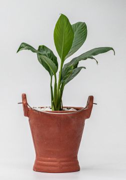 Peace Lily in Bucket