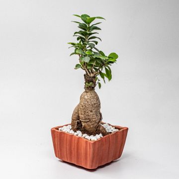 Bricky Ficus Bonsai