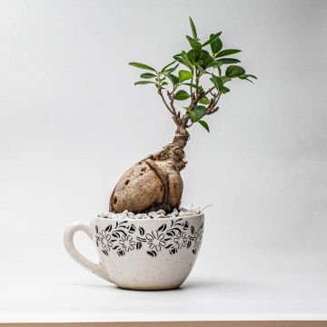 Cup holding Ficus Bonsai