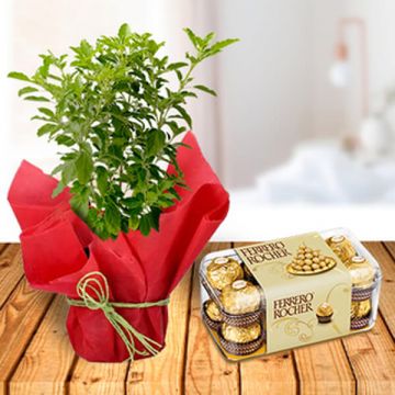 Tulsi Plant with Chocolate