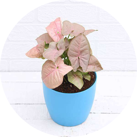 Pink Syngonium Plant